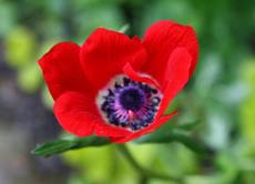 Anemone-27.jpg